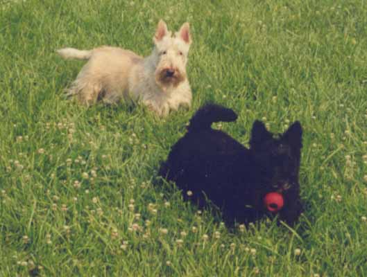 Hall of Scottish Terriers